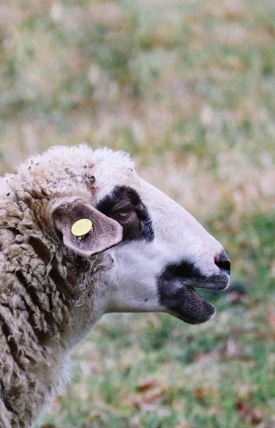 Ovelhas pastando em uma grama verde, cabeça closeup. Cabeça de ovelha retrata — Fotografia de Stock