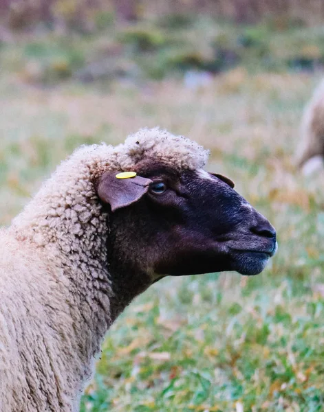 Juhok legelnek az a zöld fű, fej Vértes. Bárány fej portrai — Stock Fotó
