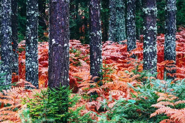 Floresta assustadora escura do pinheiro colorido da estação da queda. Foto retratando au — Fotografia de Stock