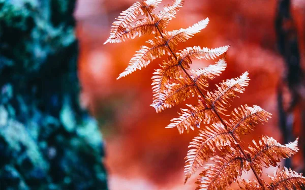 Vackra färgglada röd höst ormbunke bush bakgrund, makro Visa. — Stockfoto