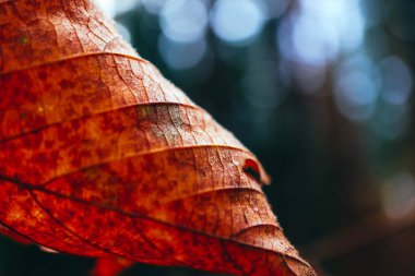 Renkli üzgün doğal Güz arka plan. Parlak sonbahar sarı yaprak 