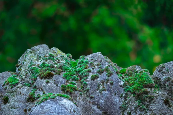 Pedra musgosa, fundo da floresta. Velho musgo close-up, natural backdr — Fotografia de Stock