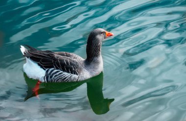 Single wild gray duck floating on the river water. One waterfowl
