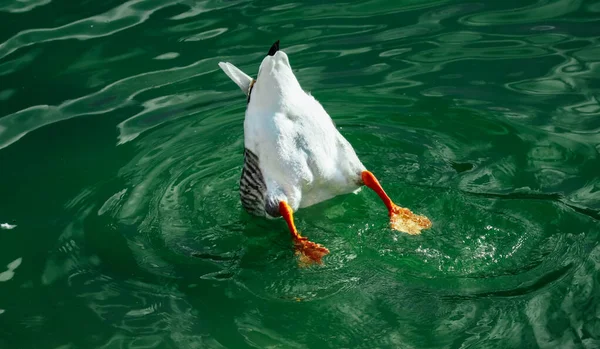 Pato cinzento selvagem único, mas com cauda flutuando na água do rio . — Fotografia de Stock