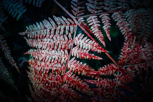 Piękne kolorowe czerwone jesienne tło paproci, zbliżenie. Dżin — Zdjęcie stockowe