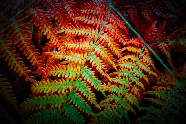 Bonito colorido vermelho outono samambaia arbusto fundo, close-up. Gim — Fotografia de Stock