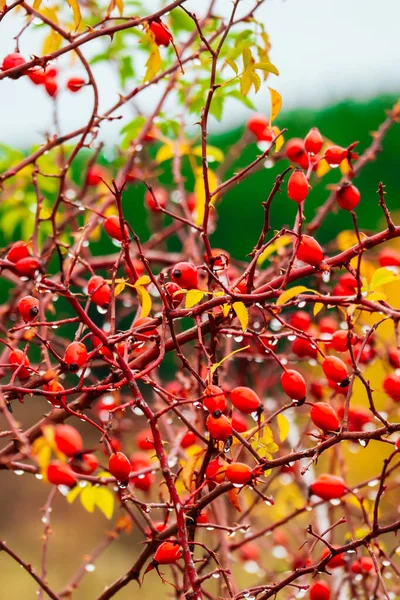 Abstract colorful autumn background. Rose hip bushes, branches w — Stockfoto