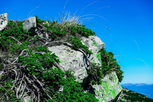 Hegytető, mohás sziklák, kék ég. Vad természet háttér, Sib — Stock Fotó