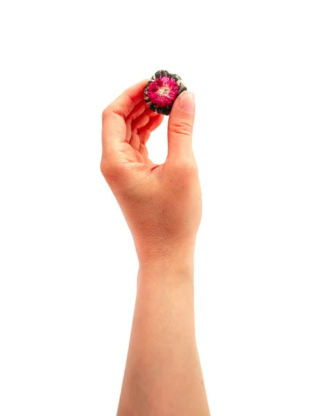 Une Main Tenant Une Boule Thé Asiatique Liée Fleur Violette — Photo