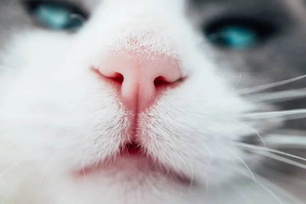 Lovely funny kitten face. White cat\'s nose, macro view. Curious animal portrait close up.