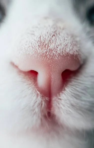 Śliczna Zabawna Kocia Twarz Różowy Nos Białego Kota Widok Makro — Zdjęcie stockowe