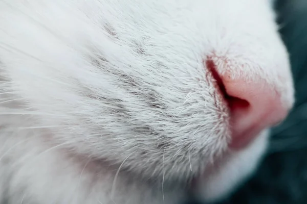 Lovely Funny Kitten Face White Cat Pink Nose Macro View — Stock Photo, Image