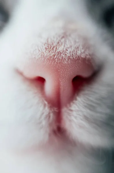 Lovely funny kitten face. White cat\'s pink nose, macro view. Curious animal portrait close up.