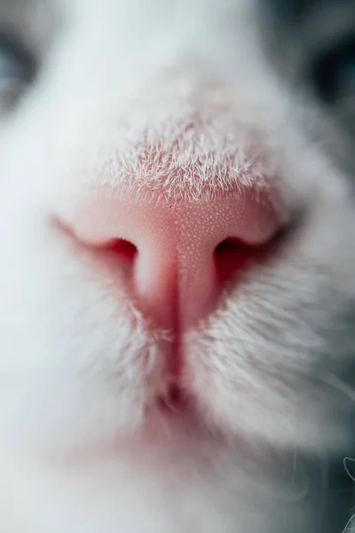 Lovely Funny Kitten Face White Cat Pink Nose Macro View — Stock Photo, Image