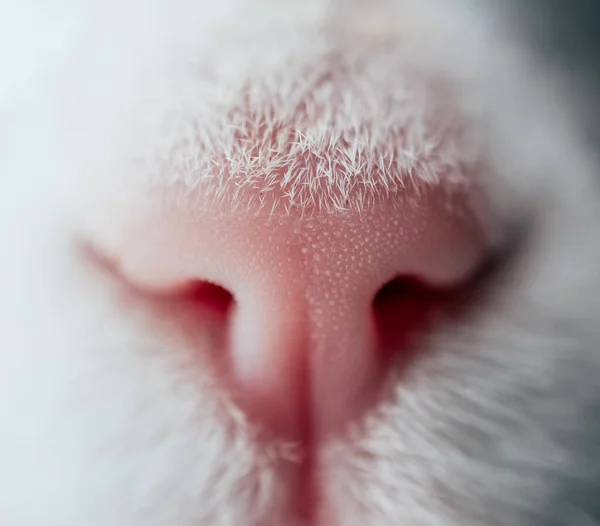 Lovely funny kitten face. White cat\'s pink nose, macro view. Curious animal portrait close up.