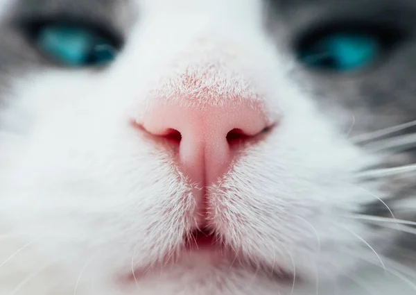 可愛い子猫の顔 白い猫の鼻マクロビュー 不思議な動物の肖像画を閉じる ストックフォト