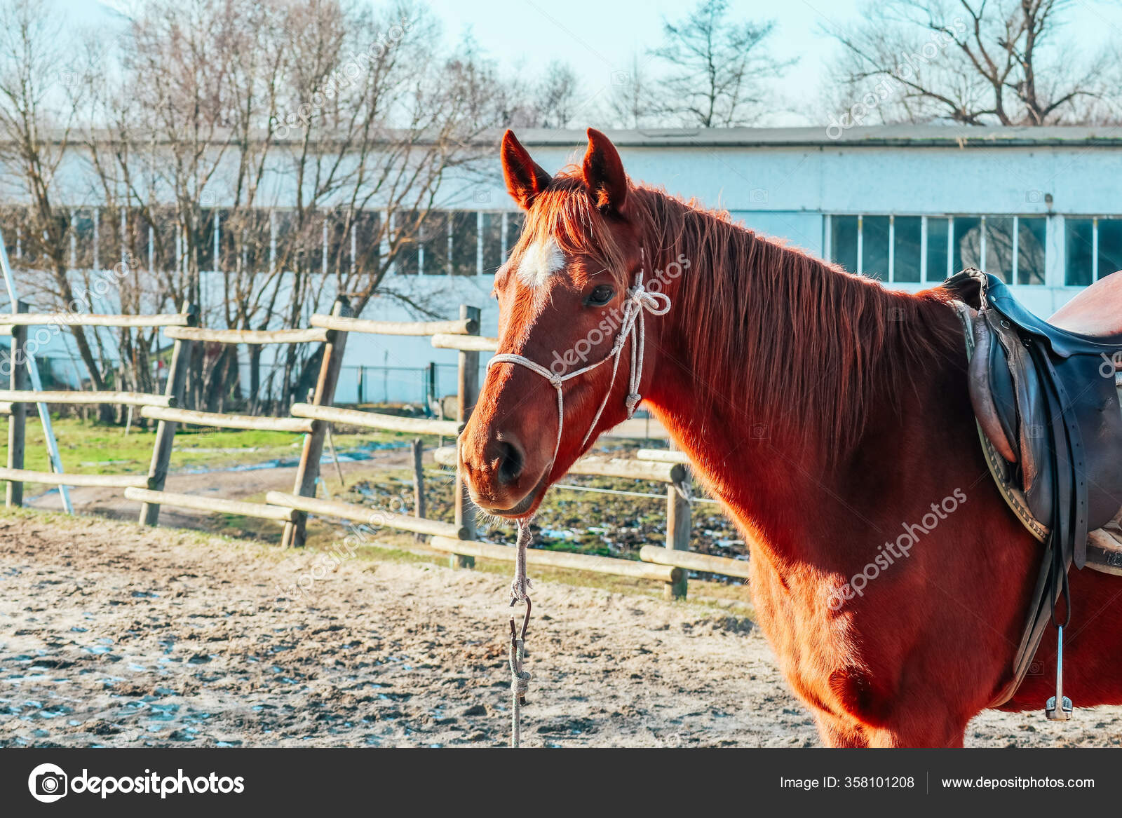 Fotos de Cara de cavalo, Imagens de Cara de cavalo sem royalties