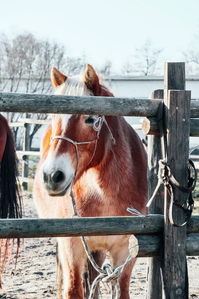 One Brown Horse Bridle Outdoor Rural Landscape Background Poor Farm — Stock Photo, Image