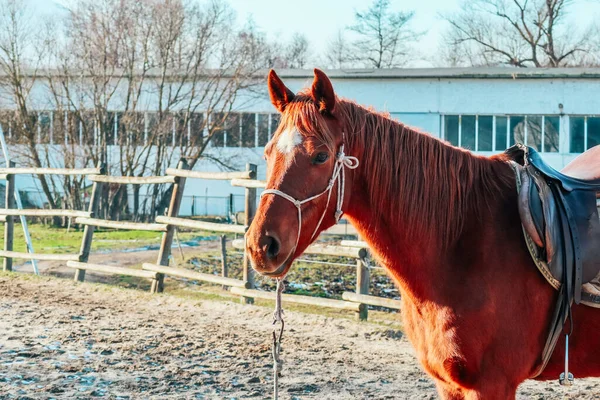 One Brown Horse Bridle Outdoor Rural Landscape Background Poor Farm — Stock Photo, Image