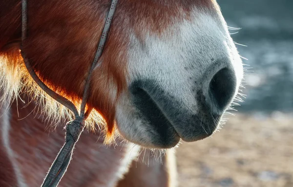 One Brown Horse Nose Nostril Closeup Bridle Outdoor — Stock Photo, Image