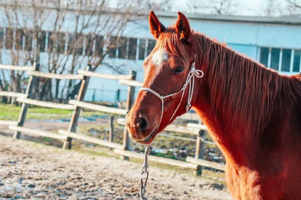 One Brown Horse Bridle Outdoor Rural Landscape Background Poor Farm — Stock Photo, Image