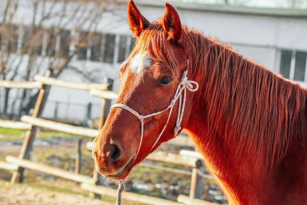 One Brown Horse Bridle Outdoor Rural Landscape Background Poor Farm — Stock Photo, Image