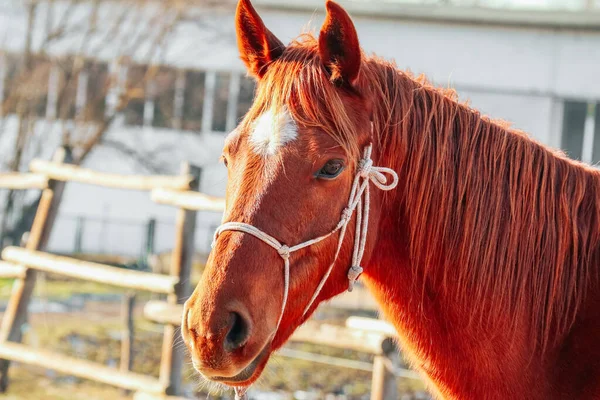 One Brown Horse Bridle Outdoor Rural Landscape Background Poor Farm — Stock Photo, Image