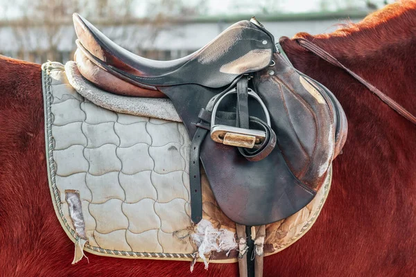 Old Shabby Saddle Stirrup Horse Back — Stock Photo, Image