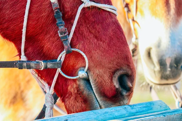 One Brown Horse Nose Nostril Closeup Bridle Outdoor — Stock Photo, Image