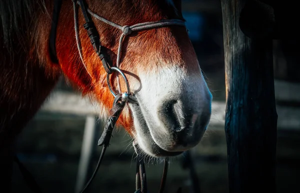 茶色の馬の鼻鼻孔を閉じると 上のブリドル 馬の庭屋外 ロイヤリティフリーのストック写真