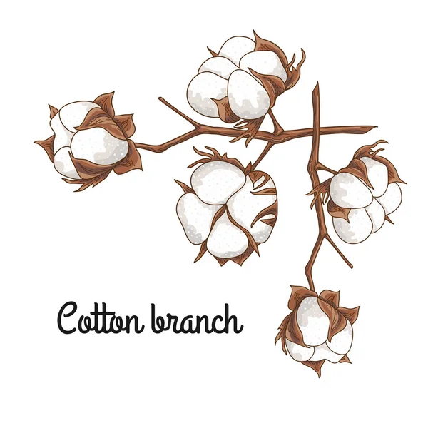 Branch of a cotton — Stock Vector