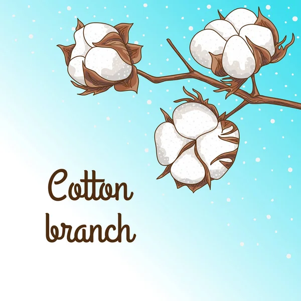 La rama del algodón — Archivo Imágenes Vectoriales