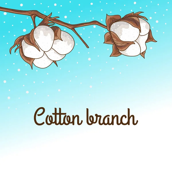 La rama del algodón — Archivo Imágenes Vectoriales