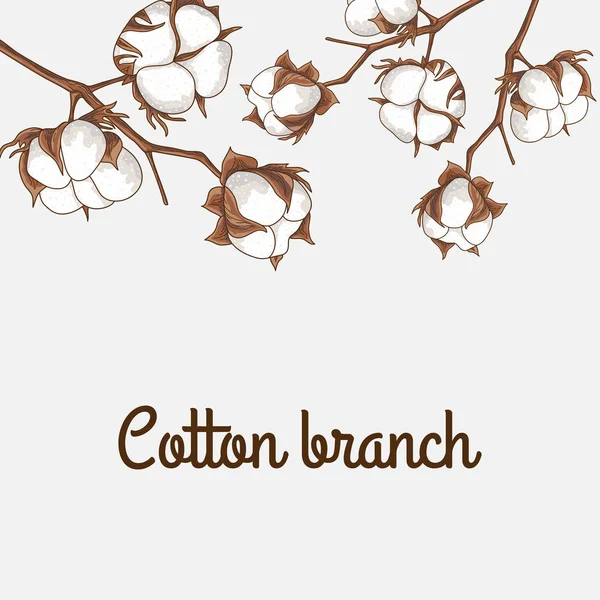 Branch of a cotton — Stock Vector