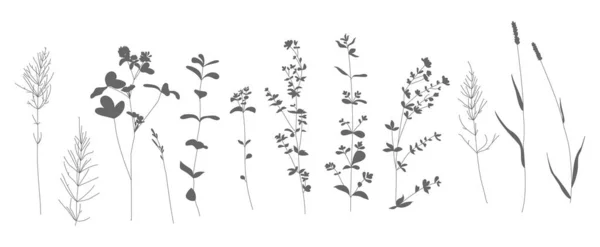 Set vector illustratie met het beeld van decoratieve bloemen, takken en kruiden. Geweldig ontwerp voor elk doel. — Stockvector
