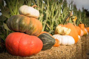 Kabak hasat çiftçilerin alanda