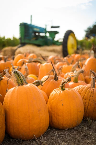 Pumpkin harvest on farmers field — Stock Photo, Image