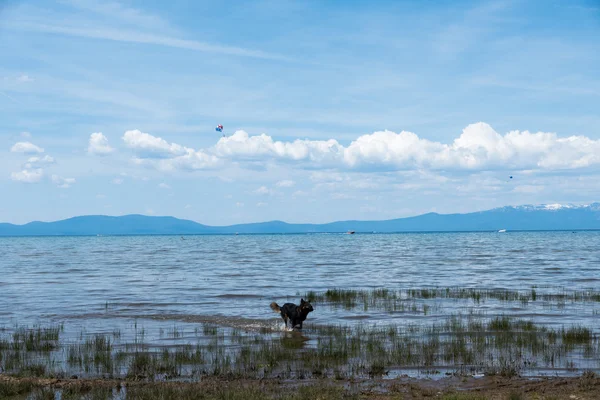 Dog running on the beach at Lake Tahoe — Stock Photo, Image