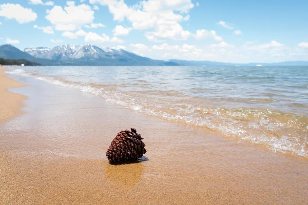 Pino cono tendido en la playa del lago Tahoe — Foto de Stock