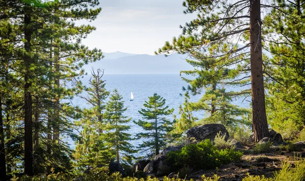 Voilier au lac Tahoe encadré par des branches d'arbres — Photo
