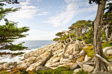 Doğal sayısı California sahil şeridi