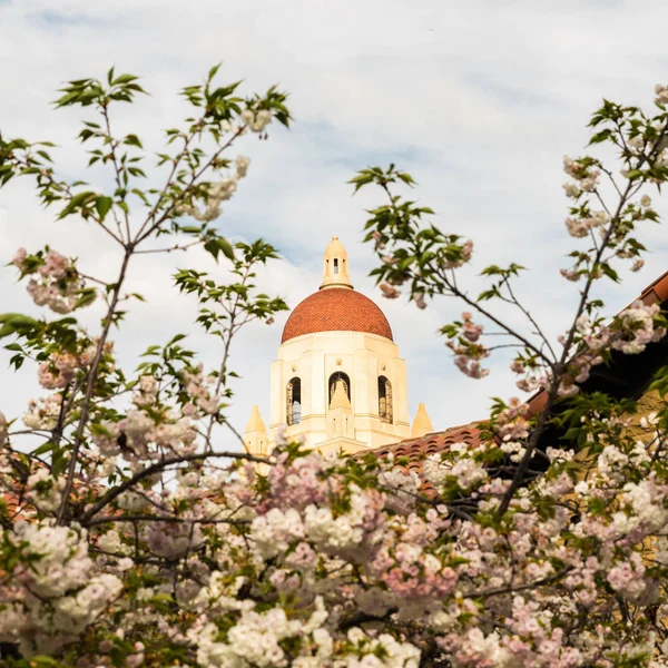 Башня Hover в Стэнфордском университете обрамлена цветущей сакурой — стоковое фото