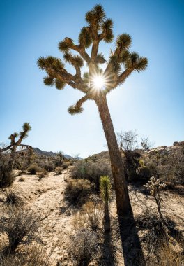 Yucca ağaçlar içinde Joshua Tree National Park