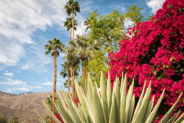 Blooming Palm Springs landscape clipart