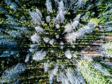 Yosemite yakınındaki yanmış Ormanı'nın havadan görünümü