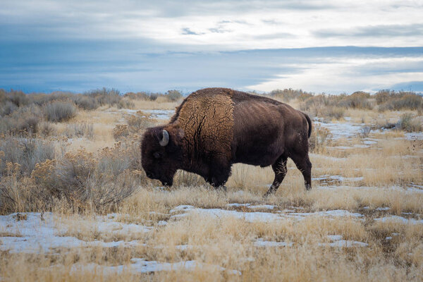 Американский зубр в государственном парке острова Антилопа

