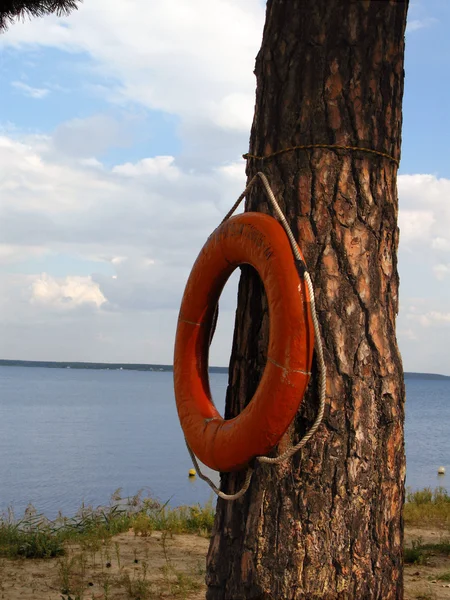 Lifebuoy ve çam gövde