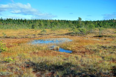 Bataklık Torronsuo Milli Parkı, Finlandiya 
