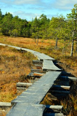 Ahşap yol bataklık üzerinde