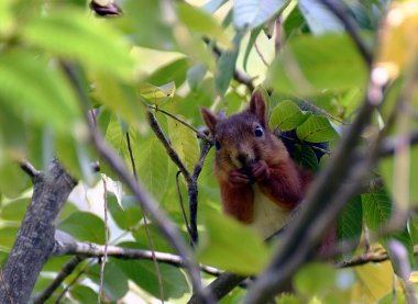 Kırmızı sincap yiyor.